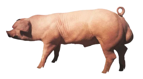410