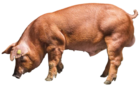 duroc-danish-genetics